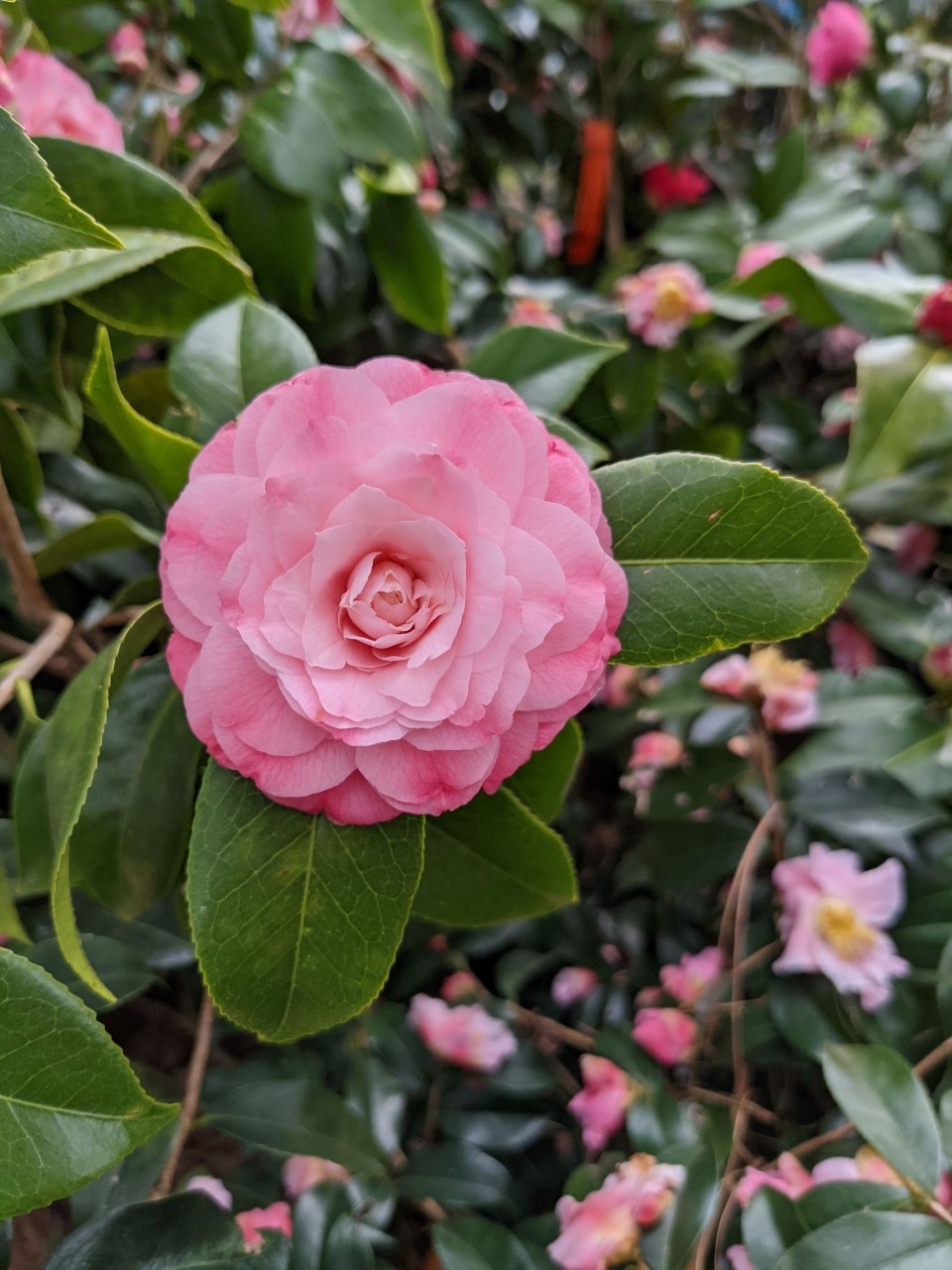 C. japonica 'Something Beautiful'